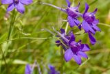 Delphinium consolida