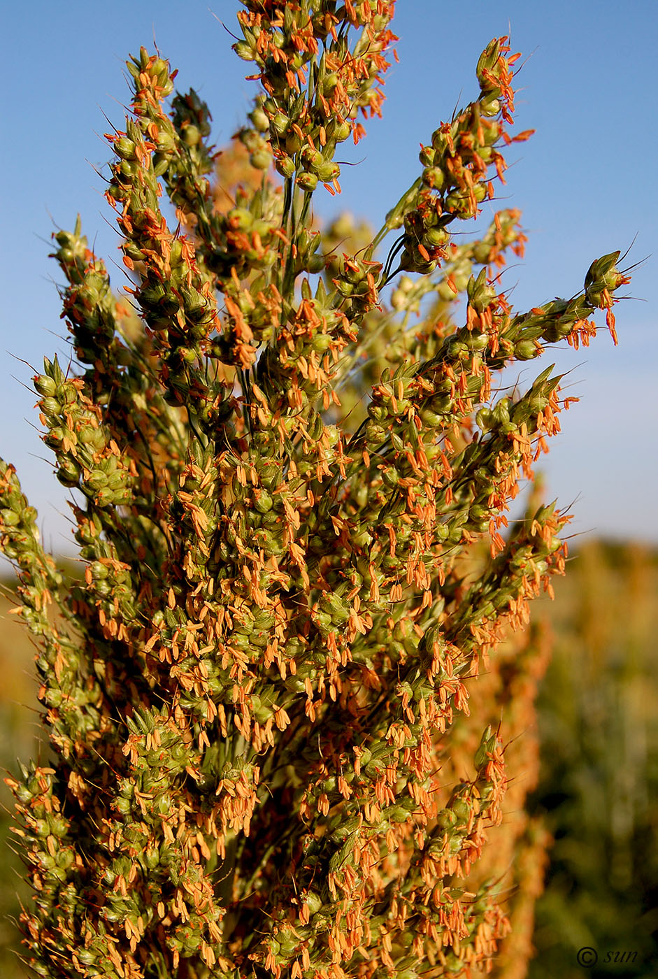 Изображение особи Sorghum bicolor.