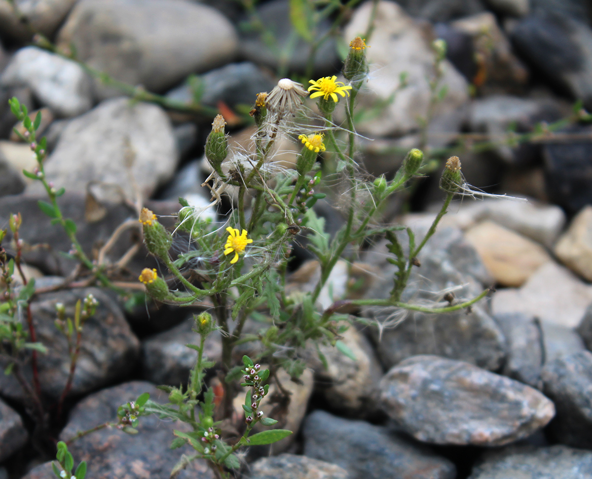 Изображение особи Senecio viscosus.