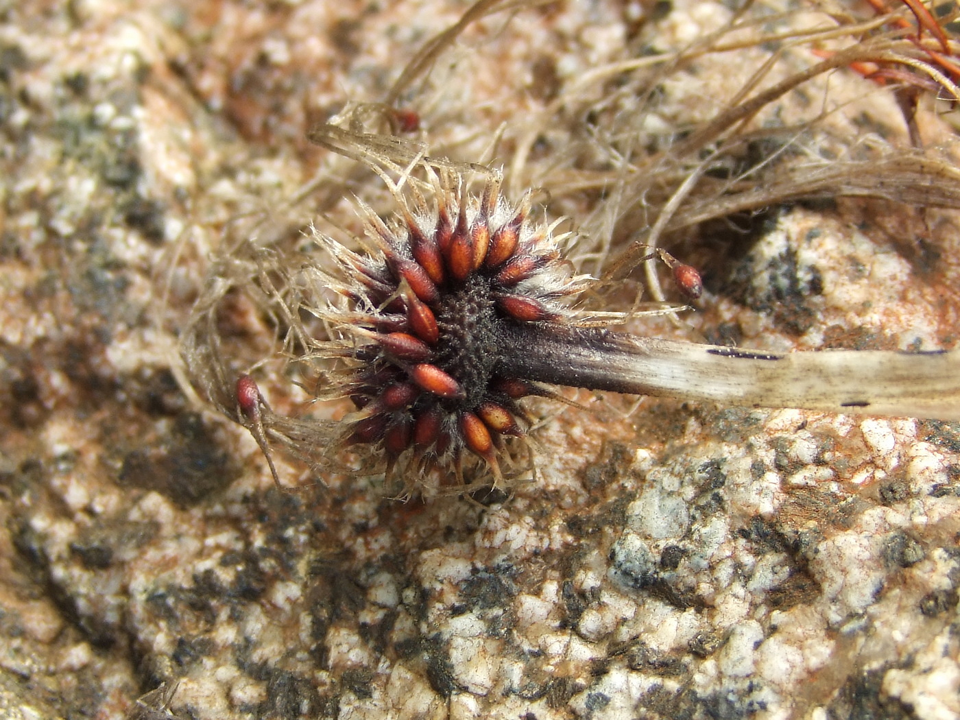 Изображение особи Pulsatilla dahurica.