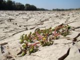 Portulaca oleracea. Цветущее растение. Краснодарский край, г. Усть-Лабинск, отмель у островка на р. Кубань. 01.10.2017.