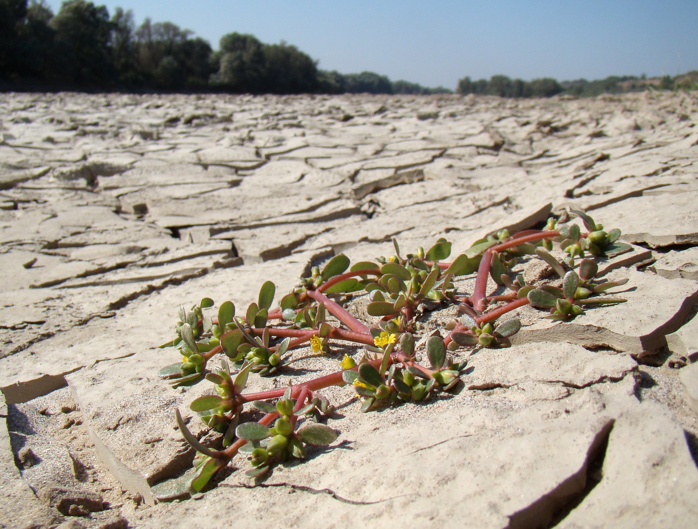 Image of Portulaca oleracea specimen.