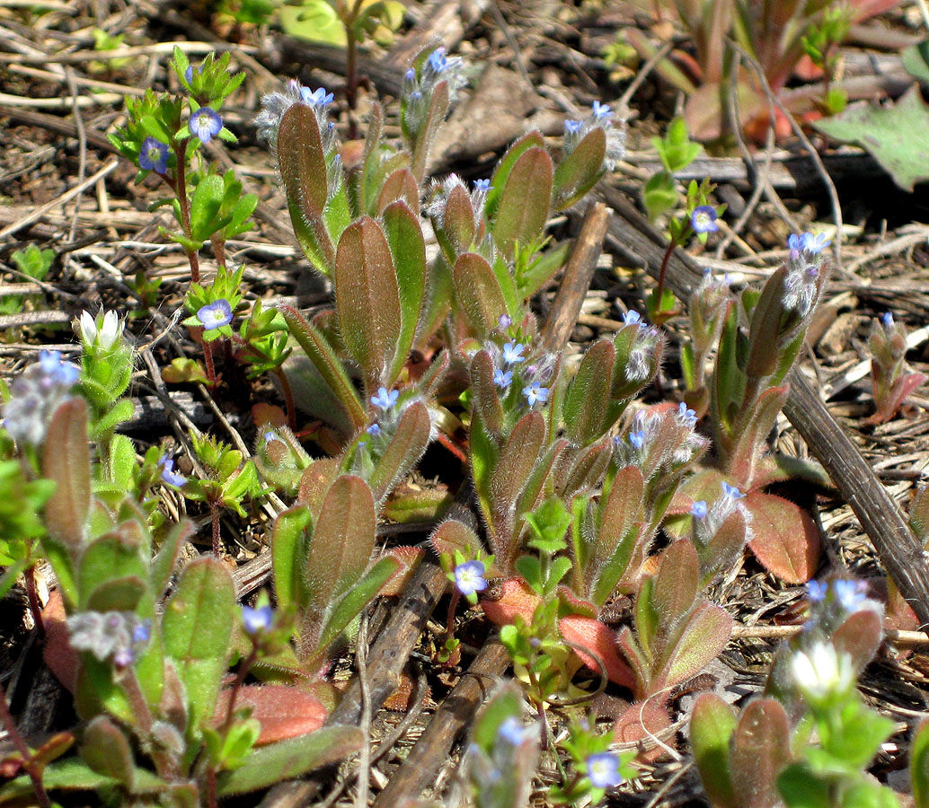 Image of Myosotis micrantha specimen.