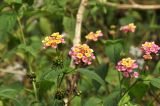 Lantana camara