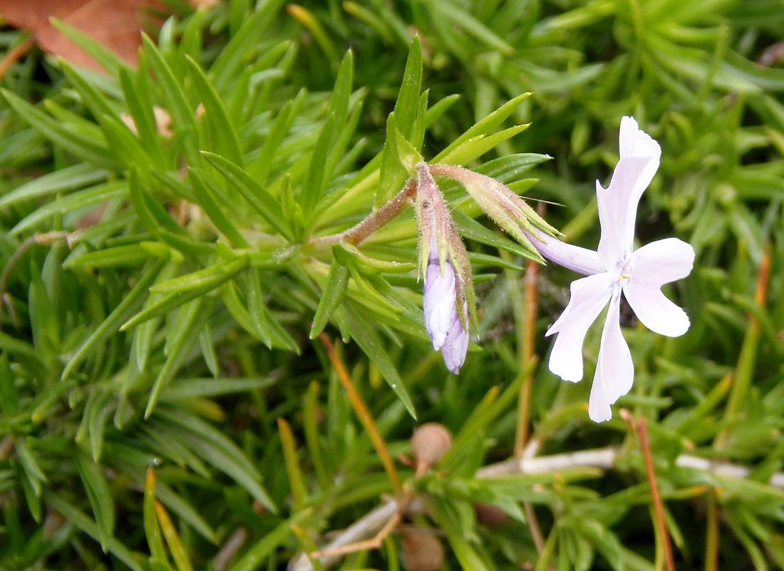 Изображение особи Phlox subulata.