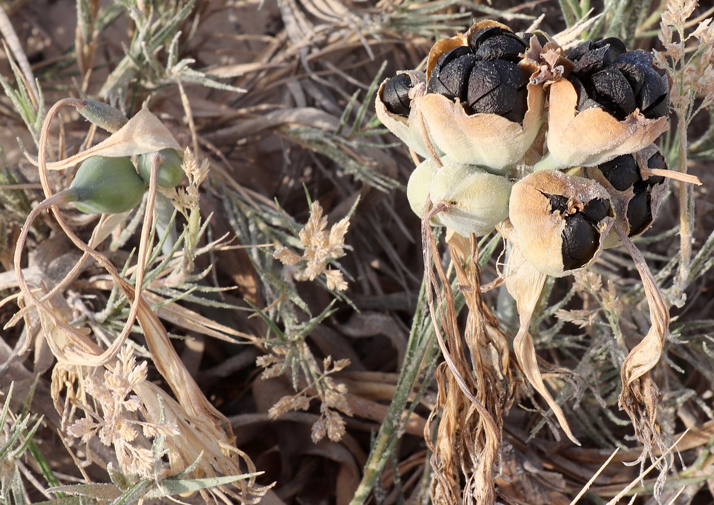 Image of Pancratium maritimum specimen.