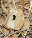 Image of taxon representative. Author is Татьяна Мальчинская