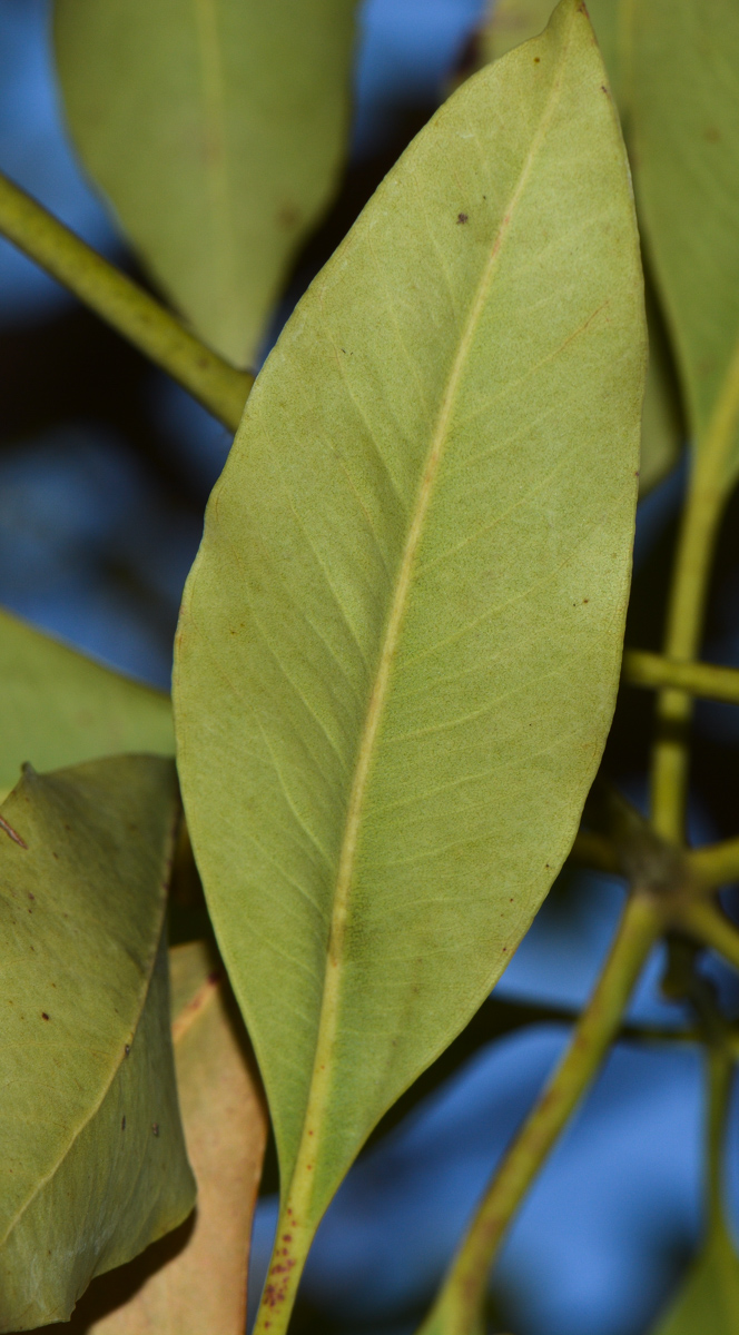Image of Lophostemon confertus specimen.
