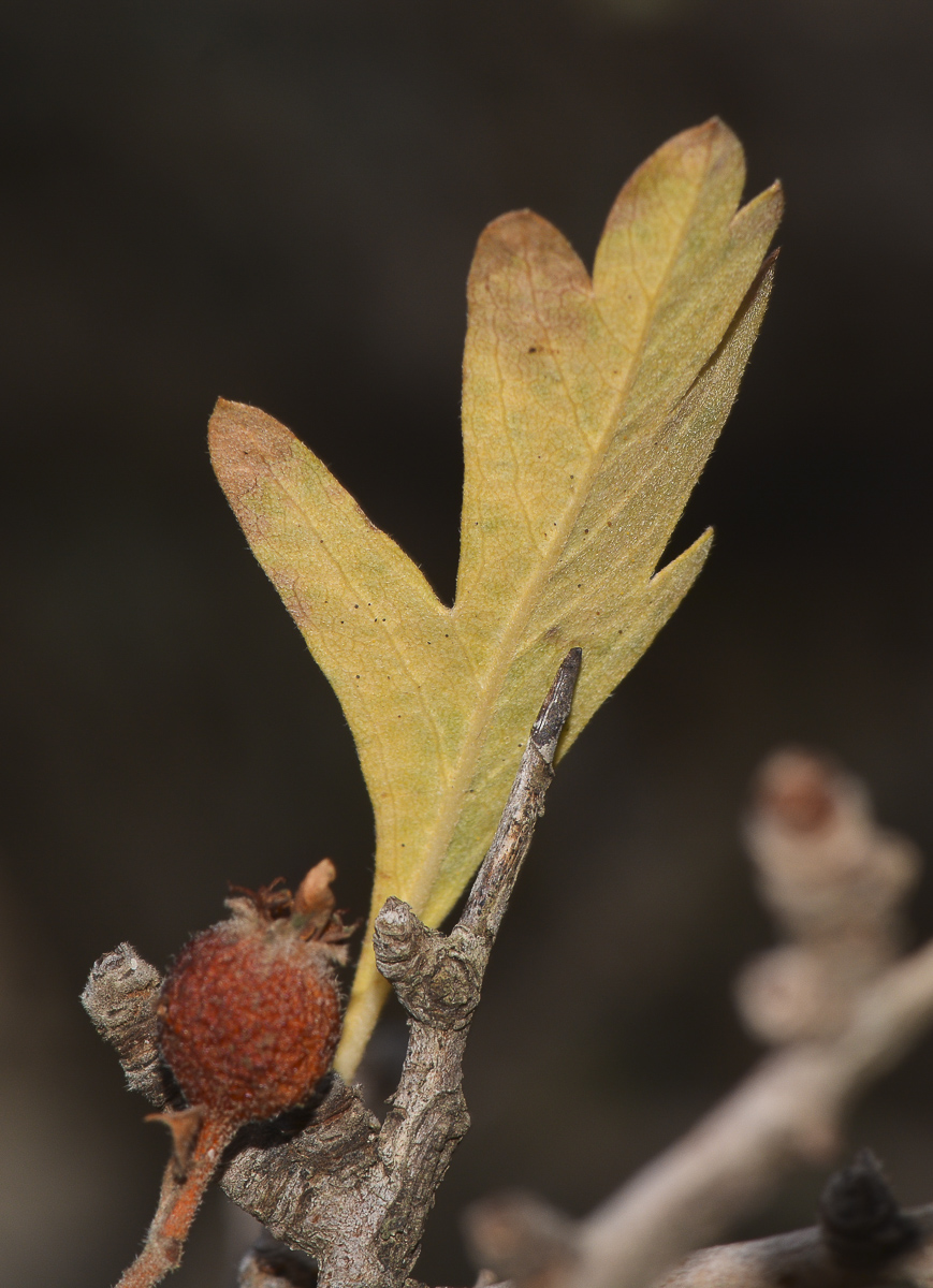 Image of Crataegus aronia specimen.