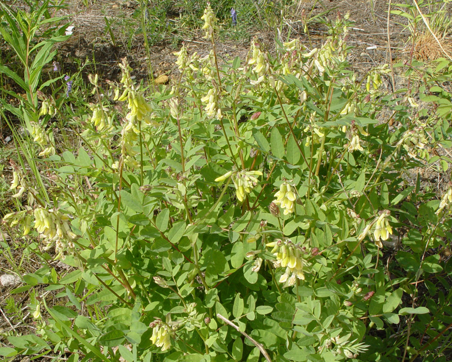 Image of Astragalus frigidus specimen.