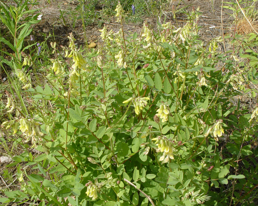 Изображение особи Astragalus frigidus.