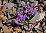 Scutellaria grandiflora. Цветущее растение. Алтай, Чуйская степь, окр. села Кош-Агач, ≈ 1700 м н.у.м., осыпающийся каменистый склон. 13.06.2017.