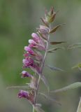 Odontites vulgaris. Соцветие. Камчатка, г. Елизово, пустырь за стадионом. 17.08.2016.