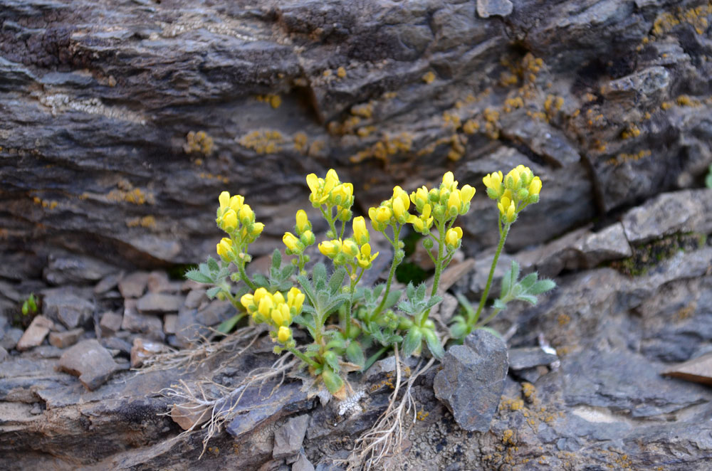 Image of Draba arseniewii specimen.