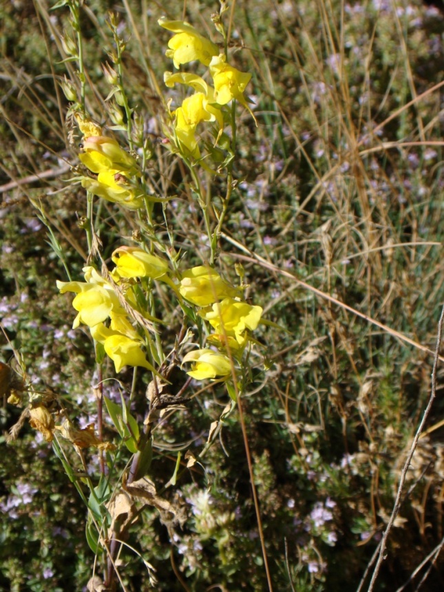 Image of Linaria schelkownikowii specimen.