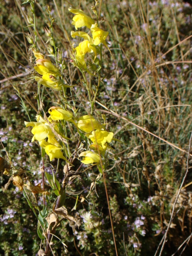 Изображение особи Linaria schelkownikowii.