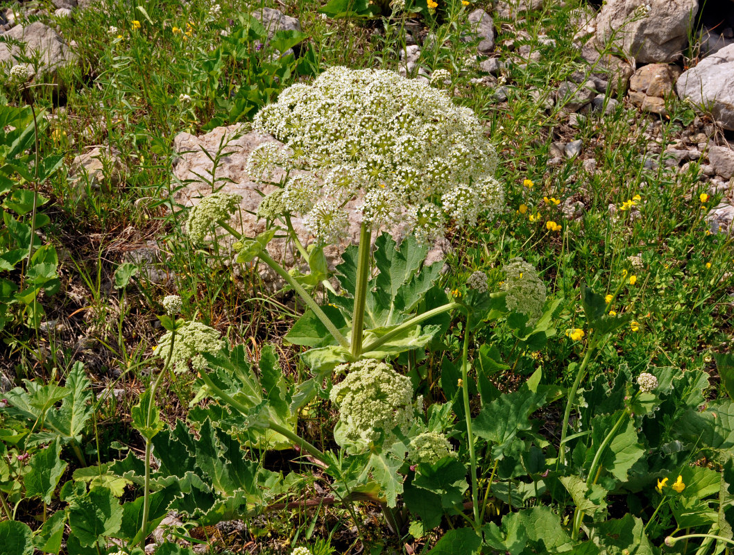 Изображение особи Heracleum leskovii.