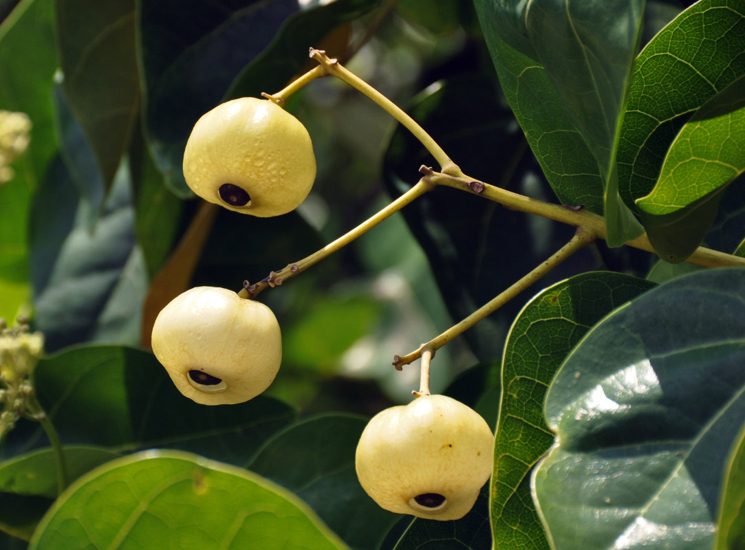 Image of Hernandia nymphaeifolia specimen.