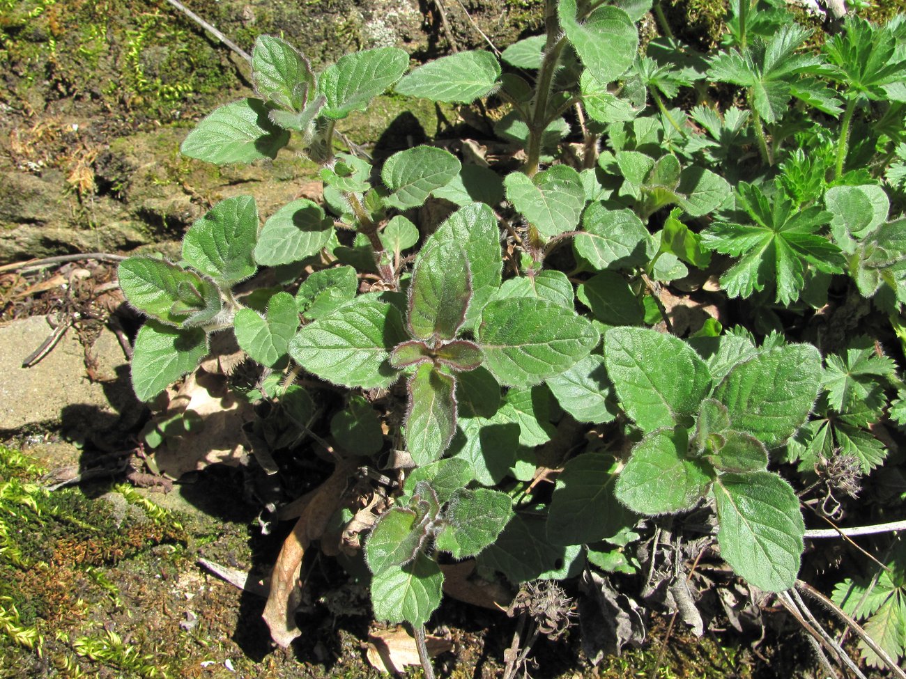 Image of Clinopodium vulgare specimen.