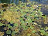 Hydrocharis morsus-ranae