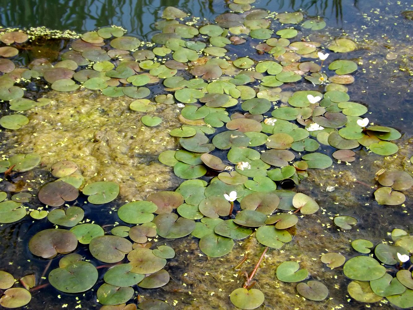 Изображение особи Hydrocharis morsus-ranae.