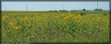 Inula helenium