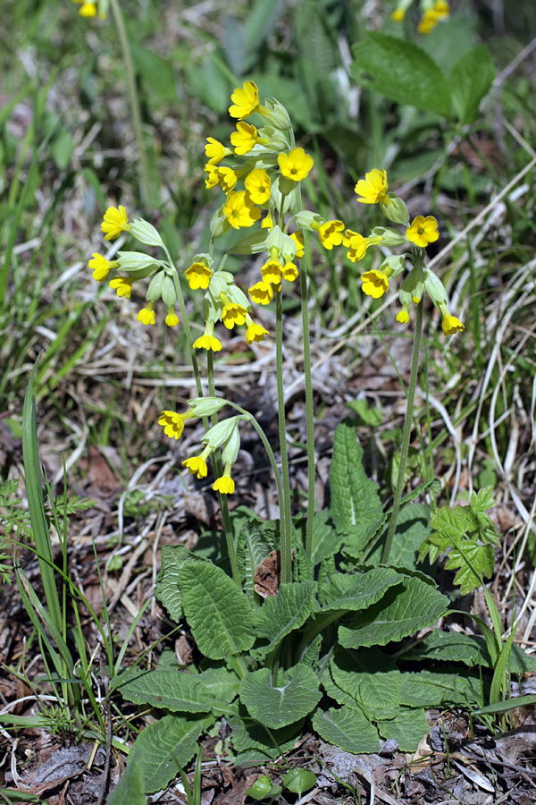 Image of Primula macrocalyx specimen.