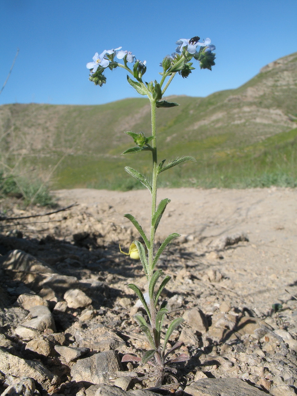 Image of Lappula microcarpa specimen.