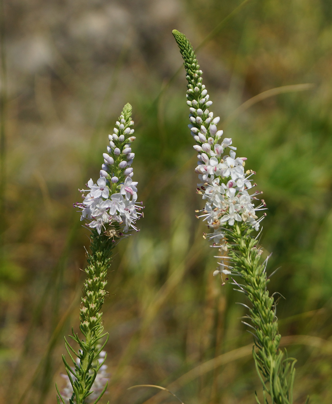 Image of Veronica pinnata specimen.