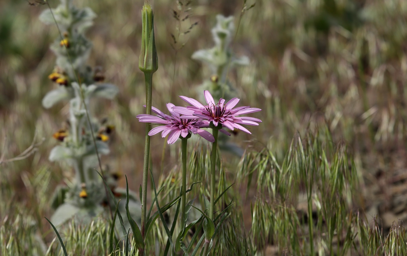 Image of Tragopogon marginifolius specimen.