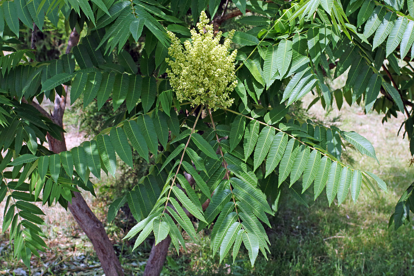 Image of Rhus glabra specimen.