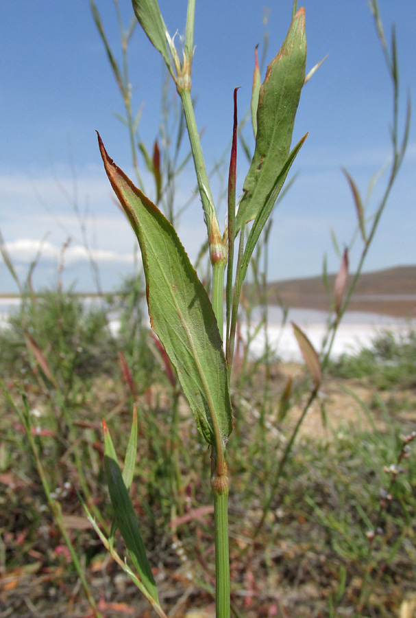 Image of Polygonum pulchellum specimen.