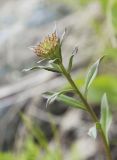 Erysimum hieraciifolium