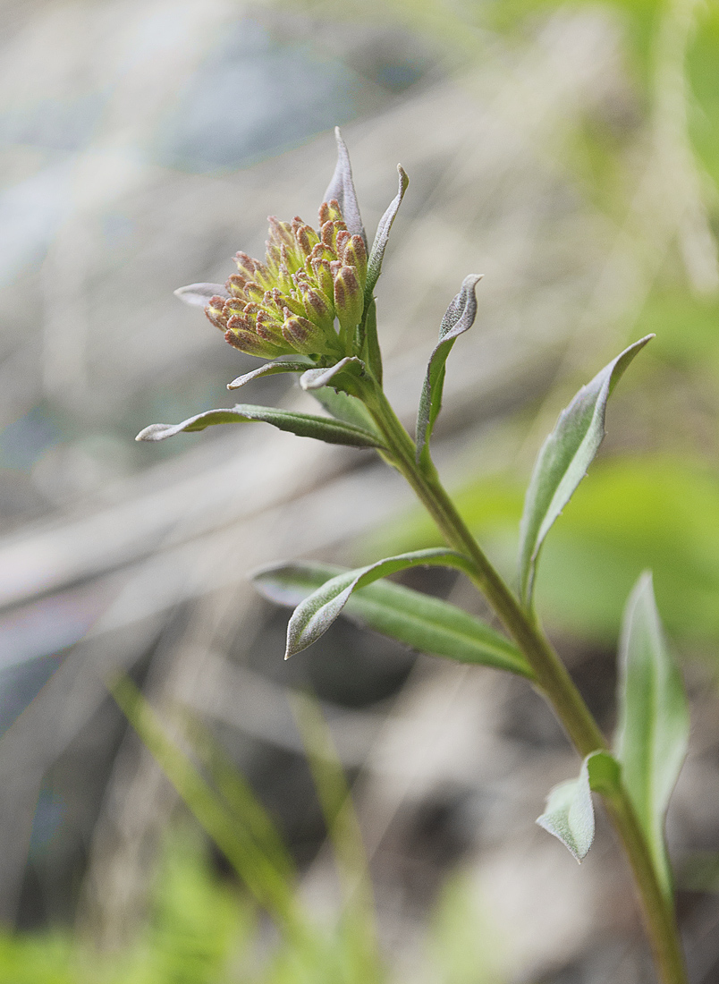 Image of Erysimum hieraciifolium specimen.