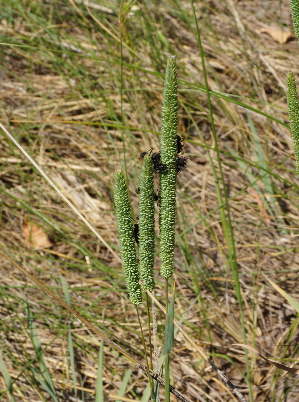 Image of Phleum phleoides specimen.