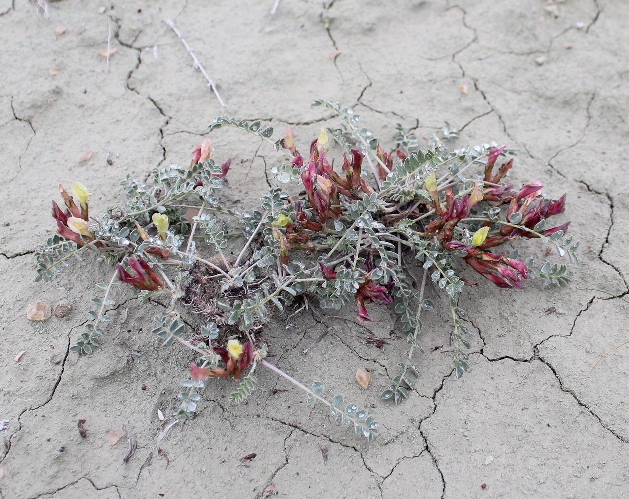 Изображение особи Astragalus jolderensis.