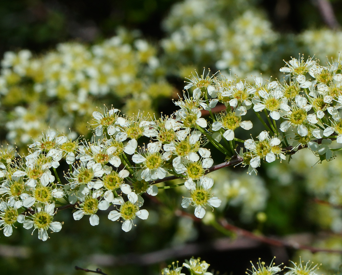 Изображение особи Spiraea hypericifolia.