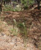 Stachys atherocalyx