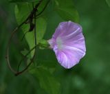 Calystegia inflata