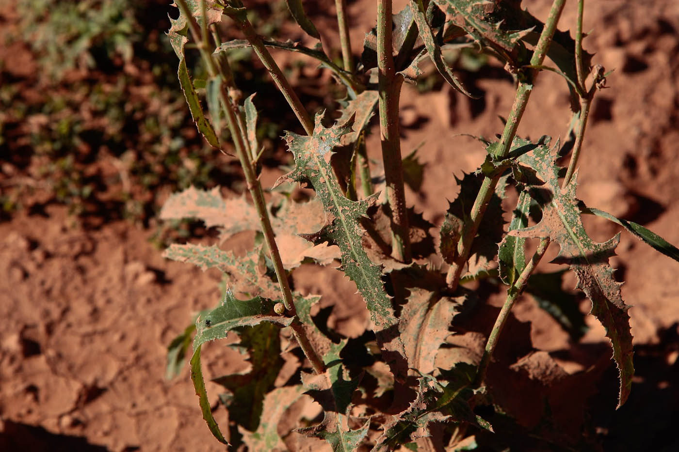 Image of Sonchus arvensis specimen.