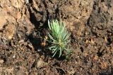 Picea pungens form glauca