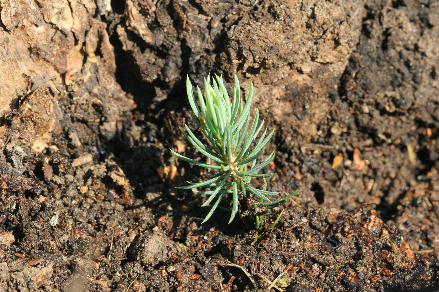 Image of Picea pungens f. glauca specimen.