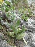 Echium vulgare