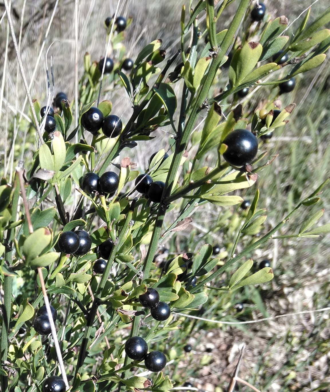 Image of Jasminum fruticans specimen.