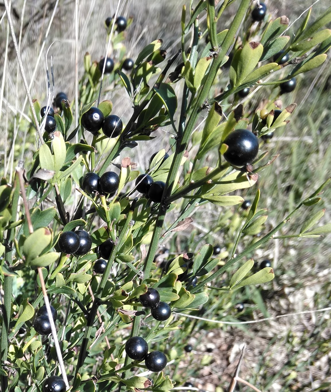 Изображение особи Jasminum fruticans.