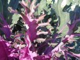 Brassica разновидность viridis