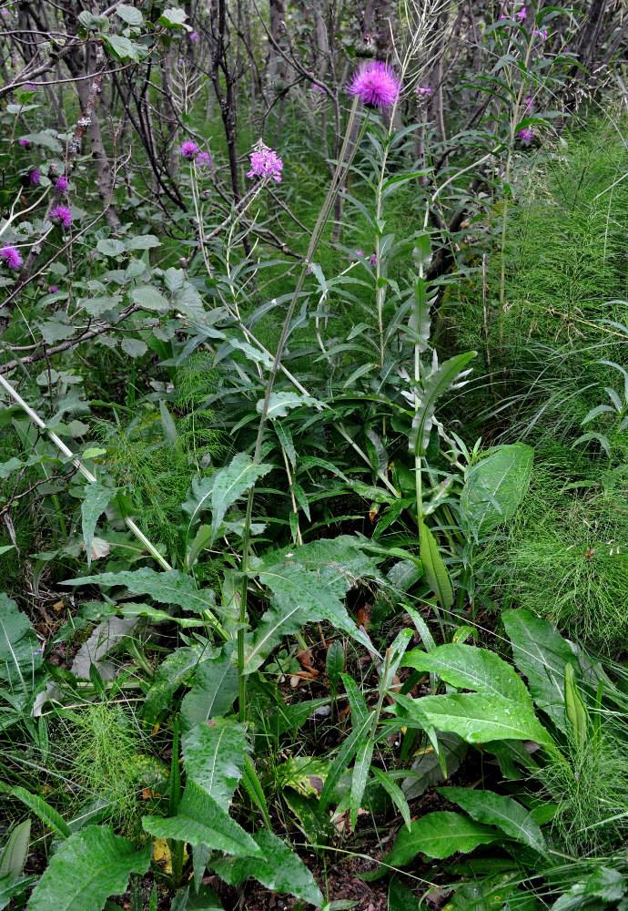 Image of Cirsium heterophyllum specimen.