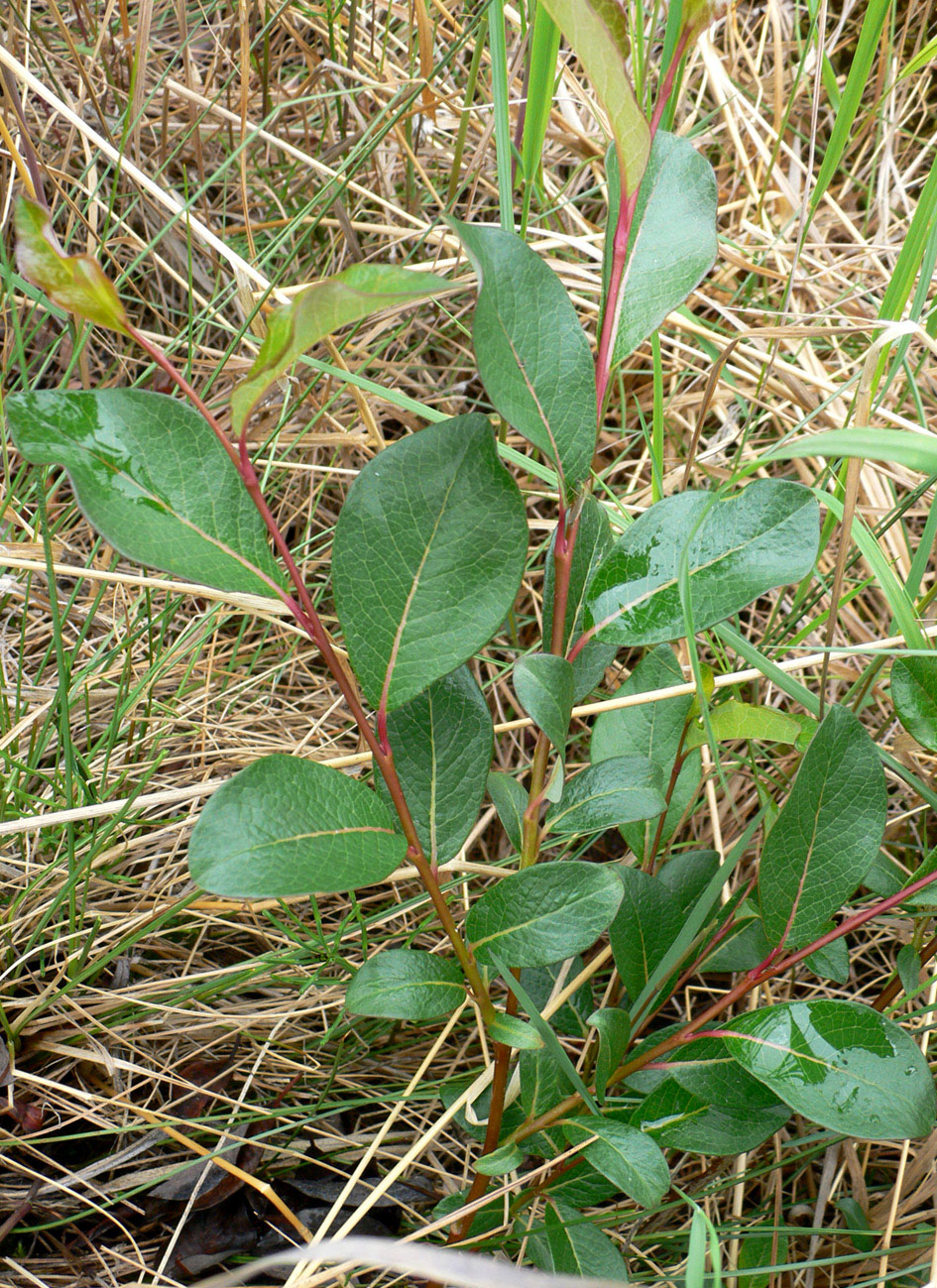 Image of genus Salix specimen.