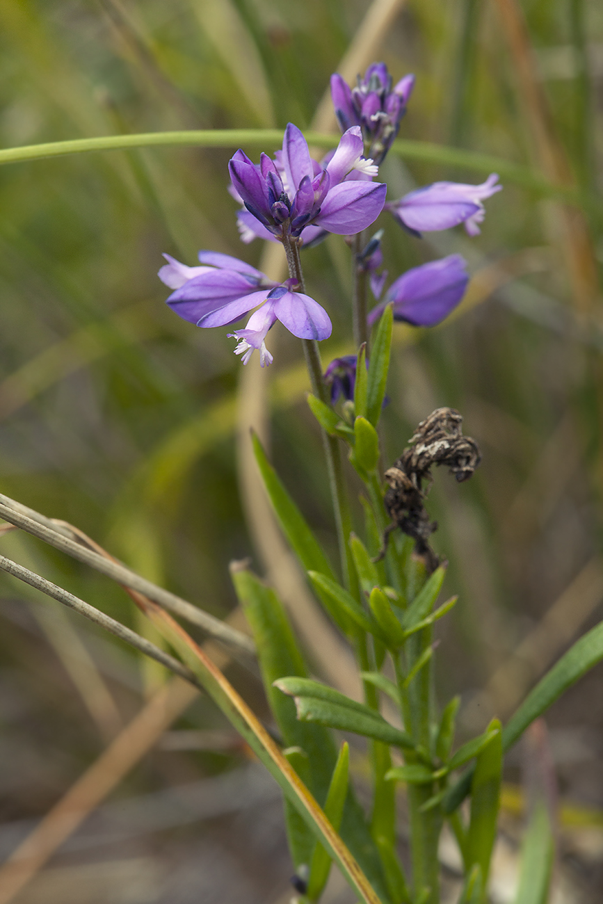 Image of Polygala hybrida specimen.