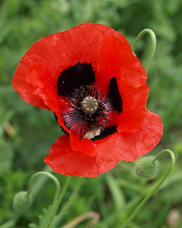 Изображение особи Papaver commutatum.